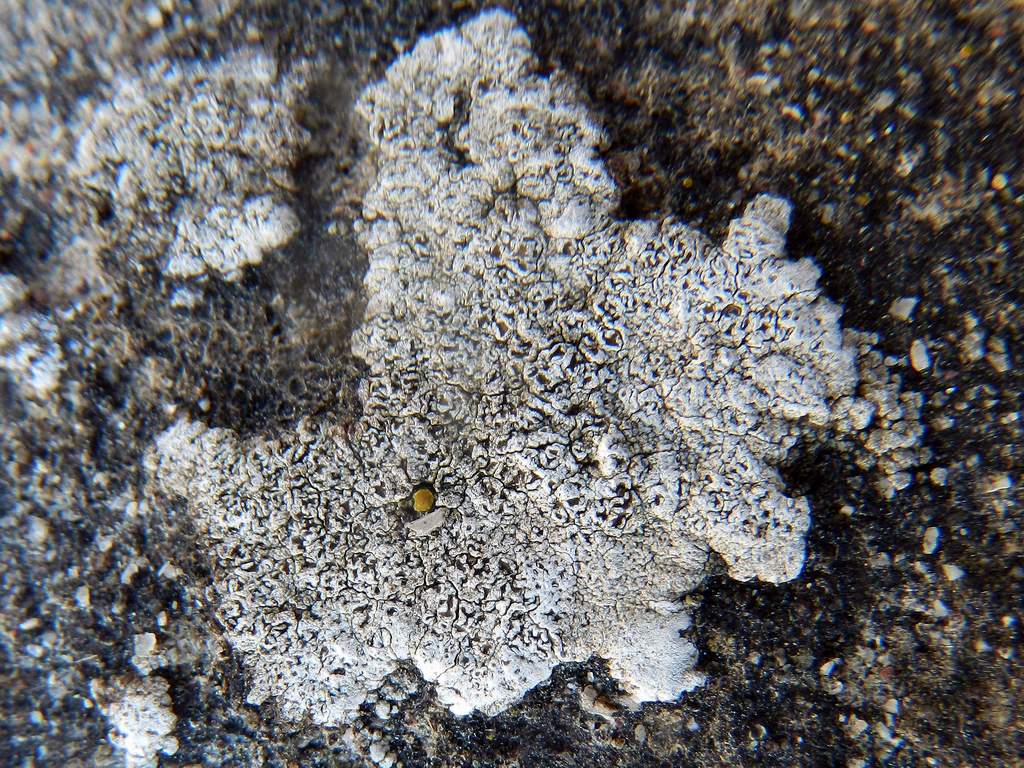 Lichene da identificare